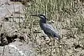 A Little Heron (Butorides striatus) spotted at Sajnakhali Wildlife Sanctuary