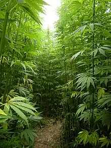 Image 18A hemp field in Côtes-d'Armor, Brittany, France, which is Europe's largest hemp producer as of 2022 (from Hemp)