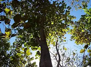 Vegetation in the Vega Forest