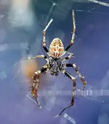 Labyrinth Orbweaver (Metepeira labyrinthea) male