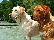 Two dogs near the water