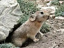 Brown pika