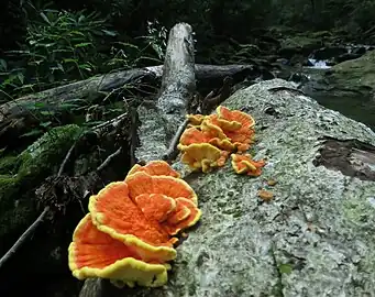 Chicken of the woods (Laetiporus sulphureus)