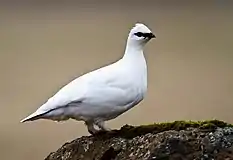 Male rock ptarmigan (L. m. islandorum) in winter plumage in Iceland