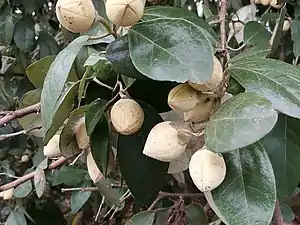 Fruits