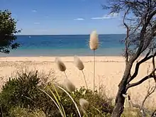 Lagurus Ovatus on the walk between Quarantine Station and Gunners Cottage