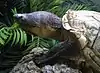 Lake Chapala mud turtle (Kinosternon hirtipes chapalaense), a Mexican subspecies of the rough-footed mud turtle (Kinosternon hirtipes)