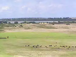 Fields and cattle with Lake Victoria in the distance