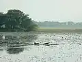 Wetlands of Bird Sanctuary