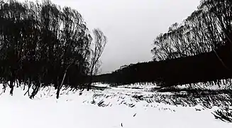 The burnt trees, somewhere up on the Cross-Country trail.