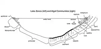 Image 9Cross sectional diagram of limnological lake zones (left) and algal community types (right) (from Lake)