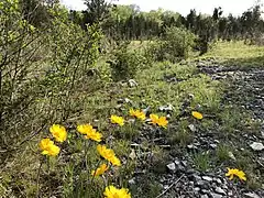 Lakeside daises in the state park.