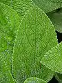 Closeup of a young green fuzzy leaf