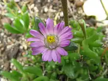 Lampranthus tenuifolius, an endemic plant.