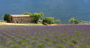 Field of Lavender