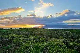 The vineyard landscape of Criação Velha replaced cattle and the dairy industry, due to the quality of the Verdelho Wines produced from the island