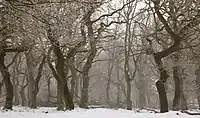 Langå Egeskov, Langå wood pasture