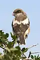 L. c. collaris juvenile with brown, grizzled plumage, still under care of adult