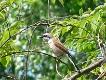 Red-backed shrikeLanius collurio