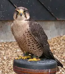 Lanner falcon