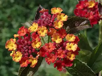 Red-flowered specimen in France