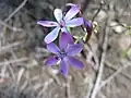 Lapeirousa sp., no Id. A common form of flower in this genus, with curiously non-perpendicular axis of symmetry and single floral guide