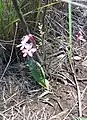 Lapeirousia species, no Id. Showing habit in native setting, plus a modestly long perianth tube for the genus