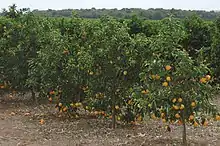 Orange in São Paulo. In 2018, Brazil was the world's largest producer, with 17 million tonnes. South America produces 25% of the world's orange.