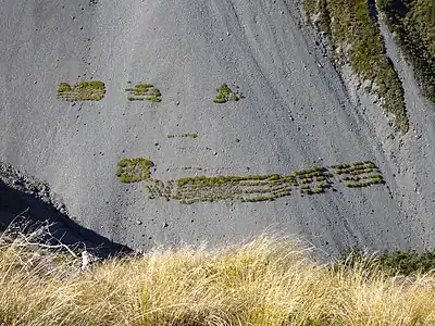 European larch planted for erosion control on a scree slope in Canterbury, New Zealand.