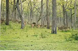 South Western Ghats moist deciduous forests, a tropical humid forest