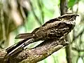 Large-tailed nightjar at Chintamani Kar Bird Sanctuary, West Bengal, India