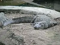 Adult male mugger crocodile