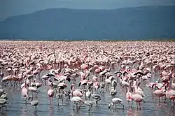 Flamingos at Lake Nakuru