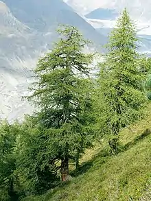 Image 26European larch (Larix decidua), a coniferous tree which is also deciduous (from Tree)