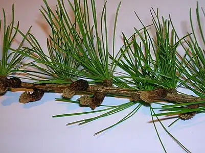 Young needles and male 'flowers' or strobili.