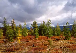 Northeast Siberian taiga