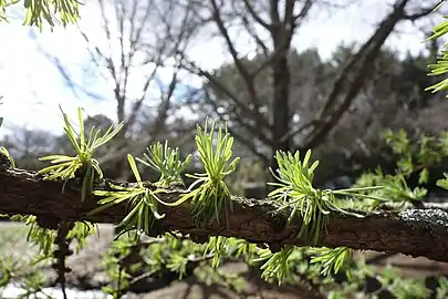 Short shoots after bud break