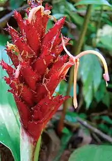 Colour photo of a red Larsenianthus assamensis flower