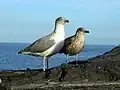 Parent and chick