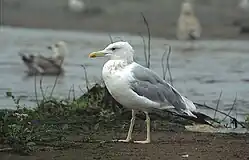 Caspian gullLarus cachinnans