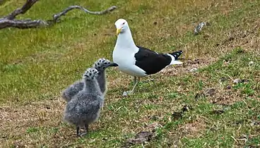 Adult and two chicks in New Zealand