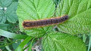 Drinker moth larva