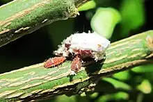 Ladybird used as a biological control in horticulture