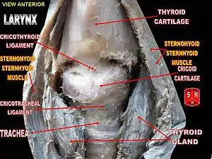 Cricothyroid ligament