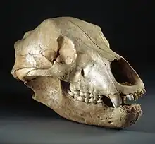 Female bear skull found in the Bichon cave (la Chaux de Fonds-Neuchâtel). 11000 B.C.