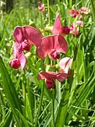 Pink flower of narrow-leaved everlasting-pea