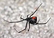 Image 19Western black widow spider (from Utah)