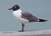 Gaviota gallega (Larus atricilla)