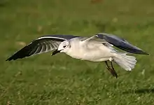 Vagrant in definitive basic plumage in the UK in late 2005