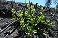 Vegetation growing back in the burn zone on July 28, 2021